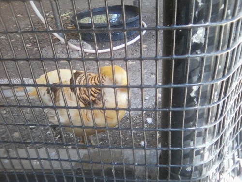 Advocates of ornithology may enjoy meeting this fellow, who lives between the Hayward Plunge and the Bandstand. We have no idea who he is, but he sure is handsome!